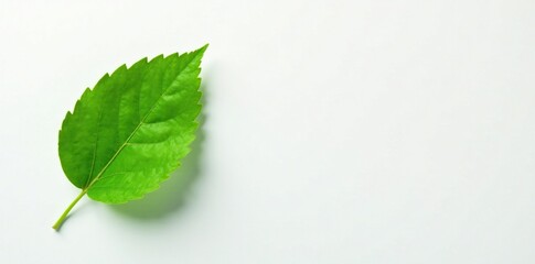 A solitary green leaf against a clean and plain white surface, showcasing its color intensity, isolation, simplicity