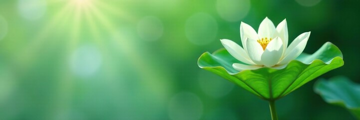 Naklejka premium Green leaf of a white lotus peeking out from behind a clear glass wall, stem, soothing