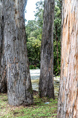 A close-up view of the textured bark of eucalyptus trees lining the Tomebamba River in Cuenca, Ecuador. The intricate patterns and colors of the bark create a fascinating natural tapestry.