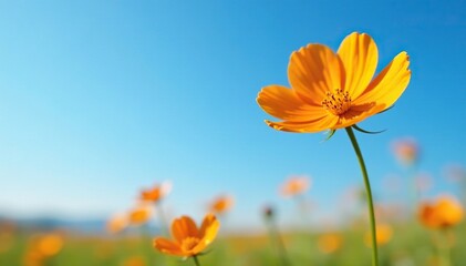Orange flower blooms on a tall nemophila stem against a blue sky, nemophila, botanical, landscape
