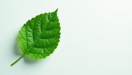 A solitary green leaf against a clean and plain white surface, showcasing its color intensity, tree, leaf, botanical