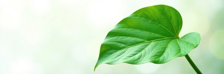 Obraz premium Delicate monstera variegata leaf on crisp white background, monstera leaves, isolated