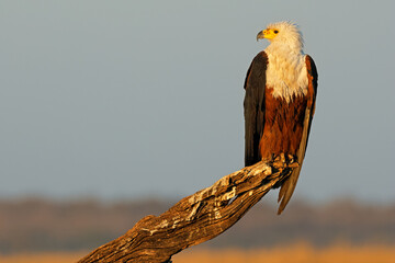 African fish-eagle (Haliaeetus vocifer) perched on a branch, Chobe National Park, Botswana.