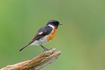 A male African stonechat (Saxicola torquatus) perched on a branch, South Africa.