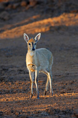 A common duiker antelope (Sylvicapra grimmia) in natural habitat, Mokala National Park, South Africa.
