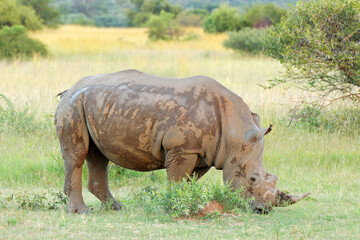 A white rhinoceros (Ceratotherium simum) feeding in natural habitat, South Africa.