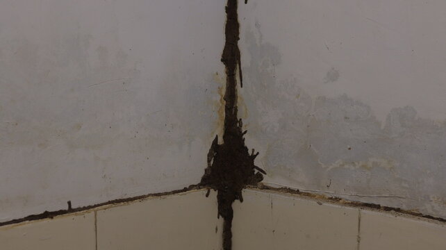 Termites build mud tubes in bathroom walls / Concept of termite problems in the home