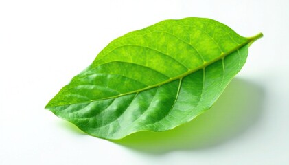 Obraz premium Single papaya leaf on white background with highlighting and clipping path, shine, white