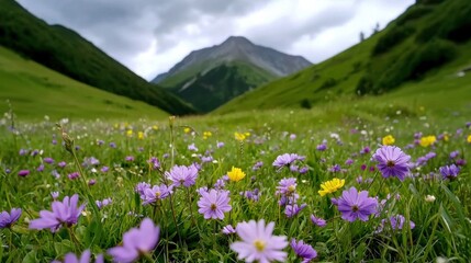Obraz premium Lush Alpine Meadow with Vibrant Wildflowers and Majestic Mountain Backdrop in Scenic Countryside Landscape