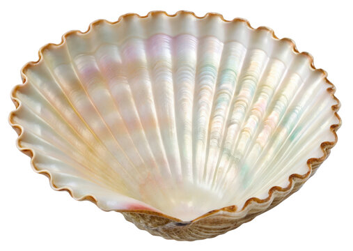 Large iridescent seashell isolated with transparent background