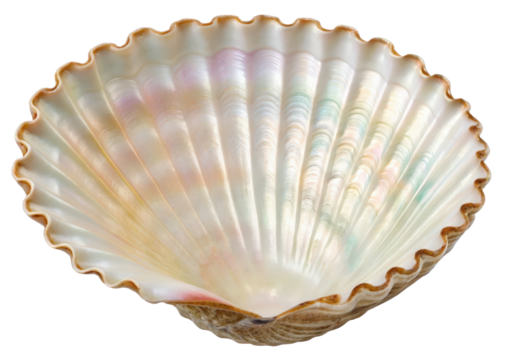 Large iridescent seashell isolated with transparent background