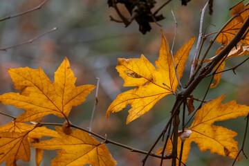 A fall leaf on a fall day