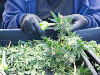 Worker trimming fresh cannabis buds by hand wearing gloves.