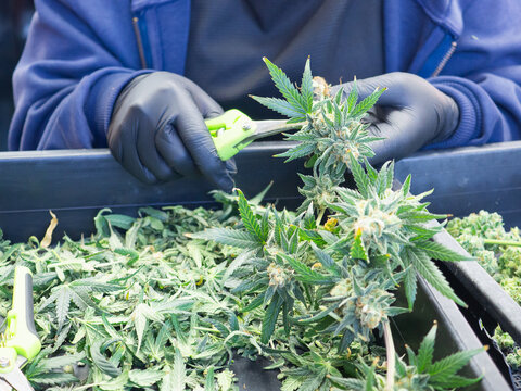 Worker trimming fresh cannabis buds by hand wearing gloves.