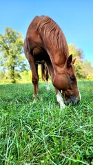 Fototapeta premium horse eating grass
