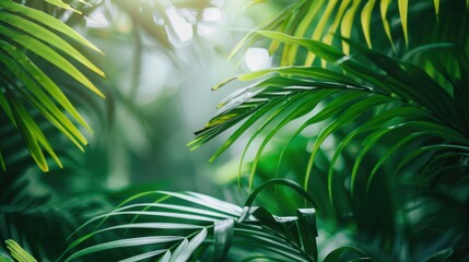Lush Green Tropical Foliage with Sunlight Filtering Through Leaves in a Dense Jungle Environment, Perfect for Nature and Outdoor Themes