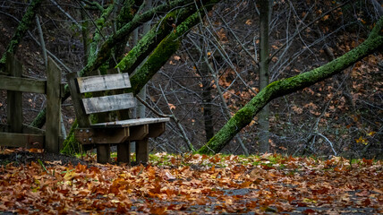 Naklejka premium A lone bench in the forrest on a fall day