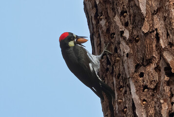 An Acorn Wood Pecker looking for a spot to hid an acorn