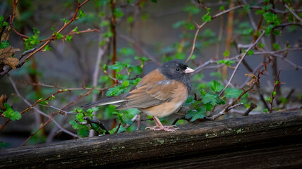 A small brown and black bird