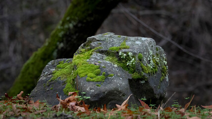 A rock in a forest with green moss