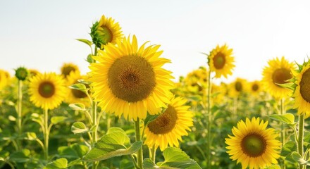 Obraz premium Field of blooming sunflowers on sunny day