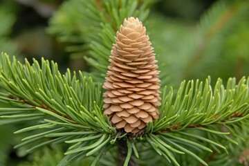 . A close-up of a small cone in its early growth stage on the tip of a lush green spruce branch, illuminated by soft sunlight.