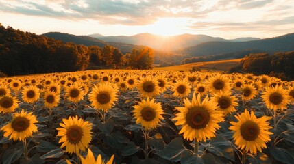 Fototapeta premium Breathtaking sunflower field at golden sunset in scenic landscape with mountains in background