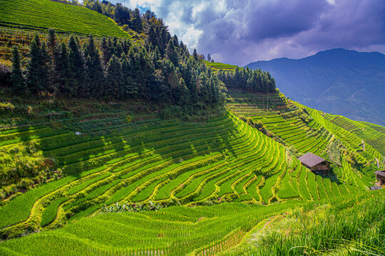 Yao Village Dazhai, Longsheng, near town of Guilin, Guangxi, China. Farmhouses in highlands of China