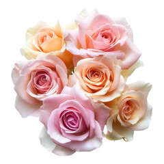 Soft pastel roses with green leaves isolated on white or transparent PNG