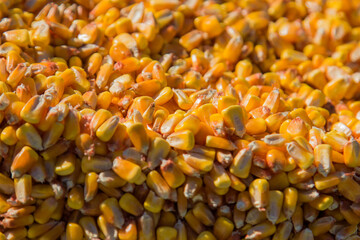 corn kernels