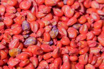 treated corn seed