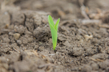 corn seedling