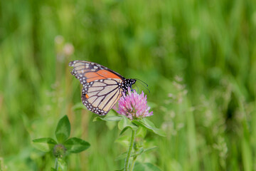monarch butterfly on clover