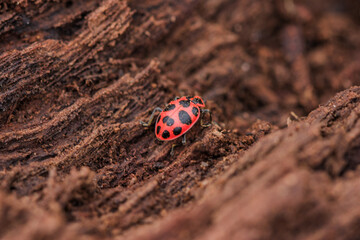 lady bug