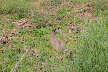jackrabbit