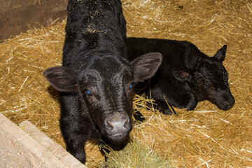 pair of black angus calves © Peter