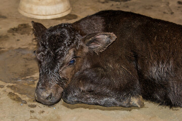 Fototapeta premium black angus calf
