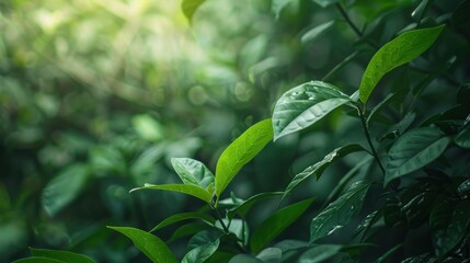 Lush Green Leaves with Water Drops in a Serene Natural Setting Showcasing the Freshness and Vitality of Plant Life in a Vibrant Environment