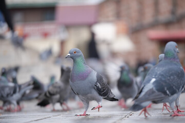 Stock doves with feathered beaks adapt to sharing asphalt with people at events