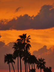 Obraz premium vibrant orange sunset silhouette of palm trees