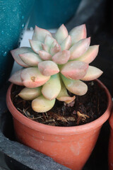 Echeveria Torres Aurea leaf plant on nursery