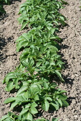 Row of potato plants in a vegetable garden - Rang de plant de pomme de terre dans un jardin potager
