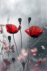  Vibrant red poppy flowers and buds displayed against a white background