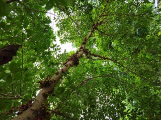 Close-up of a fig tree with numerous clusters of ripe and unripe figs growing along its trunk and...