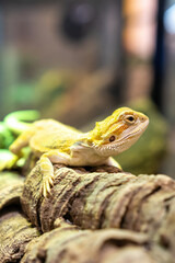 Adorable Bearded Dragon Relaxing on a Log in a Natural Habitat