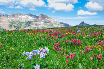 Wild flowers in the La Plata Mountains, Durango, CO, USA