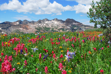 Wild flowers in the La Plata Mountains, Durango, CO, USA