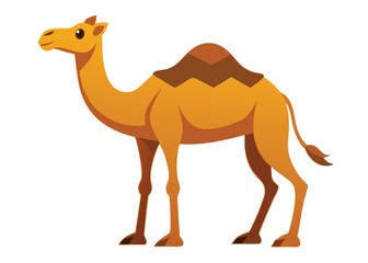 Camel flat illustration on white background

