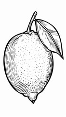 A vintage-style black and white line drawing of a lime. Perfect for food packaging, menus, or recipe books. Adds a touch of rustic charm.