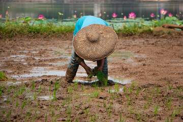 Asian female farmer wearing woven hat planting rice seedlings in rice field